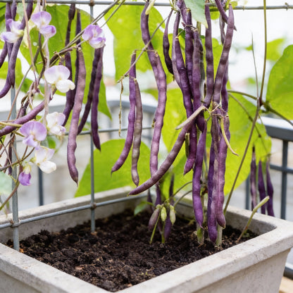 Royal Burgundy Seeds – Premium Quality Vegetable Seeds