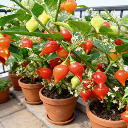 Hot Pepper Biquinho Red Vegetable Seeds for Planting – Grow Vibrant Spicy Red Peppers