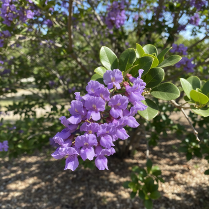 Texas Mountain Laurel Seeds - Sophora Secundiflora Tree Seeds for Garden