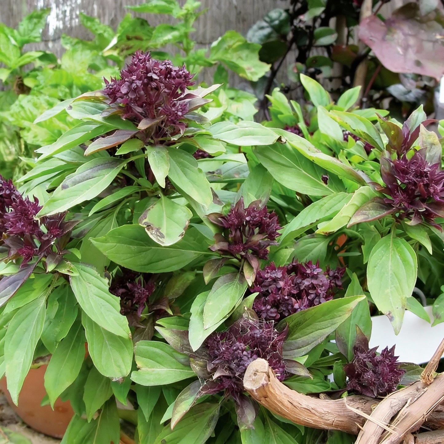 Thai Basil Seeds – Aromatic Culinary Herb for Home Gardens