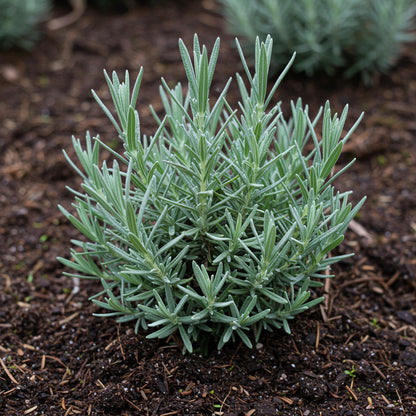 Purple Lavender Seeds for Planting – Aromatic Perennial Flowering Herb Plant