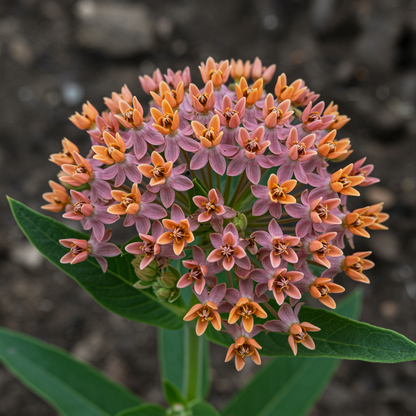 Asclepias Milkweed Seeds for Planting