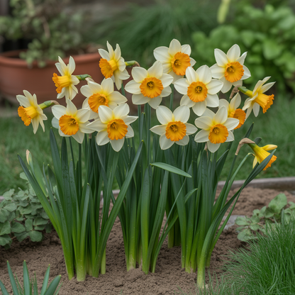 Nargis Daffodil Mix Flower Seeds for Planting