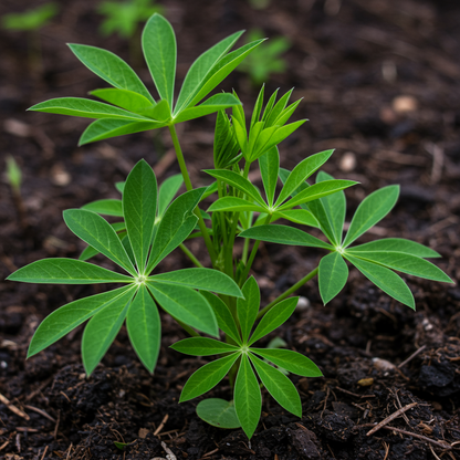 Lupin Russell Chandelier Yellow Seeds - Lupin Flower Seeds for Garden