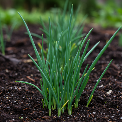 Cipollina Chives Seeds for Planting