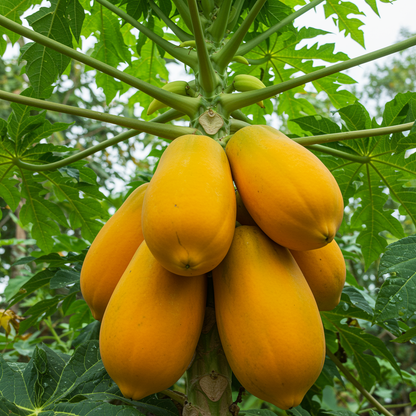 Carica Papaya Seeds for Planting – Tropical Fruit Seeds