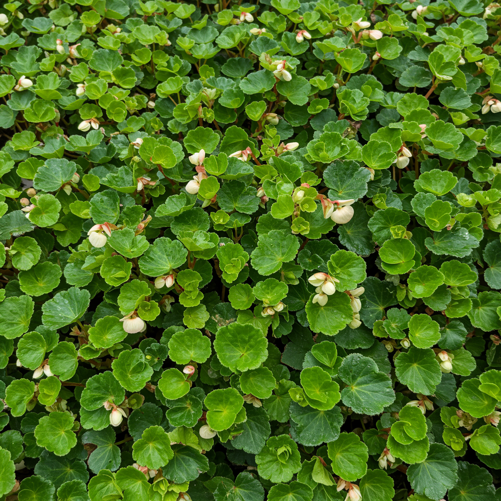 Begonia Sunshine Carpet Seeds - Begonia Flower Seeds for Garden