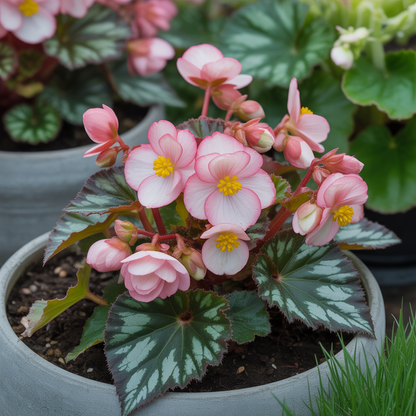 Begonia Sunshine Carpet Seeds - Begonia Flower Seeds for Garden