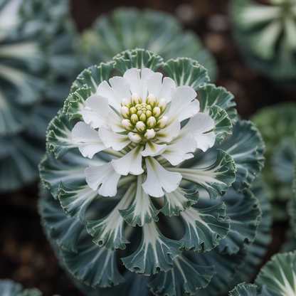 Sea Kale Lilywhite Seeds - Sea Kale Seeds for Home Garden