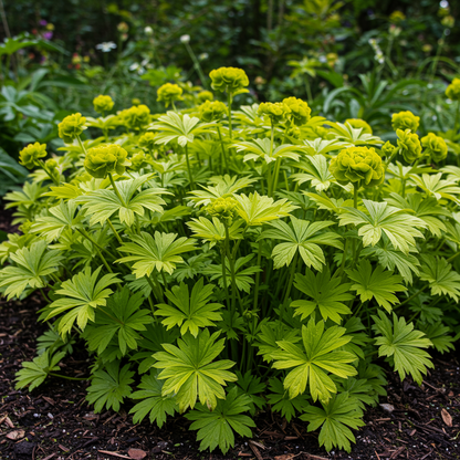 Trollius Golden Queen Seeds - Globe Flower Seeds for Garden