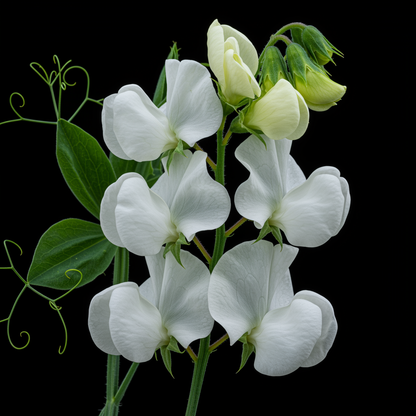 Sweet Pea High Scent White Seeds - Sweet Pea Flower Seeds for Garden