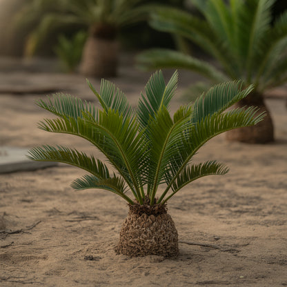 Green Cycads Tree Seeds for Planting – Ornamental Cycad Palm-Like Tree