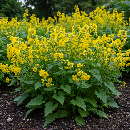 Agrimonia japonica Flower Seeds – Perennial Blooms for Planting