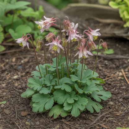 Aquilegia canadensis Seeds – Columbine Perennial for Planting