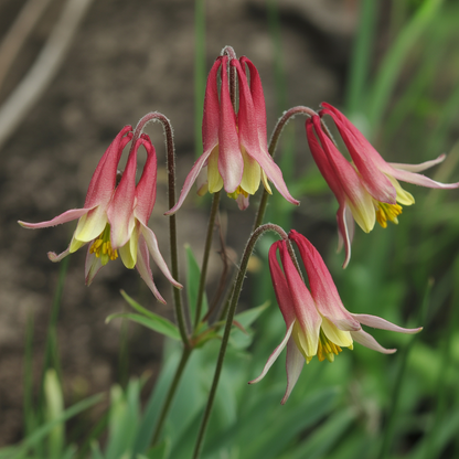 Aquilegia canadensis Seeds – Columbine Perennial for Planting