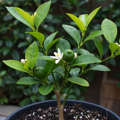 Ponderosa Lemon Seeds – Citrus Tree for Planting