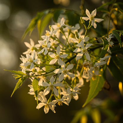 Neem Plant Seeds – Grow a Versatile & Beneficial Tree