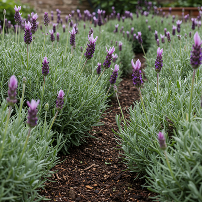 Lavender Ellagance Snow Seeds for Planting – Fragrant White Lavender Flower Seeds