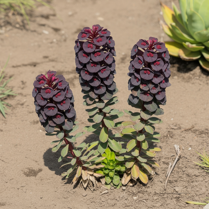 Euphorbia characias Dwarf Black Pearl Seeds – Perennial for Planting