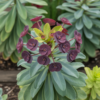 Euphorbia characias Dwarf Black Pearl Seeds – Perennial for Planting
