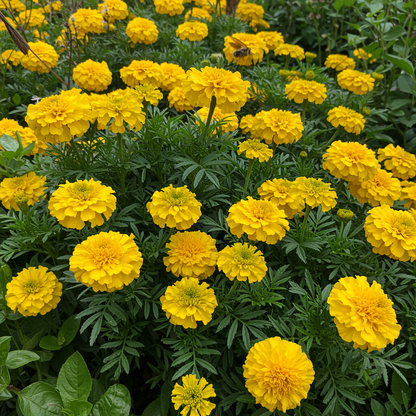 Tagetes Lemon Gem Seeds - Marigold Flower Seeds for Garden