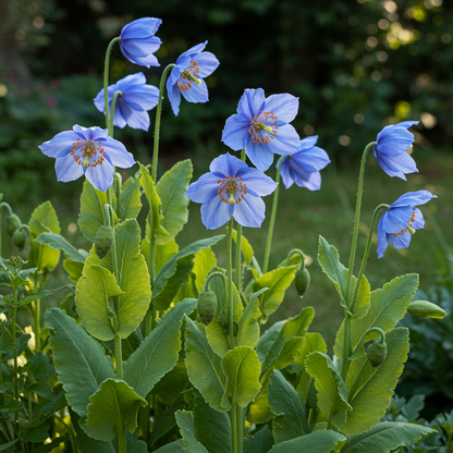 Papaver Hungarian Blue Poppy Seeds - Blue Poppy Flower Seeds for Garden