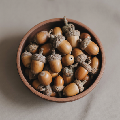 White Oak Tree Seeds – Quercus alba Majestic Shade & Hardwood