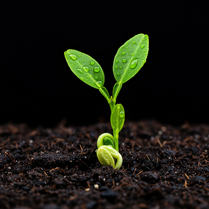 Bergamot Orange Seeds for Planting – Grow Fragrant Flavorful Citrus for Tea & Perfume