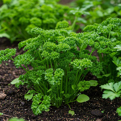 Organic Triple Curled Parsley Seeds for Planting