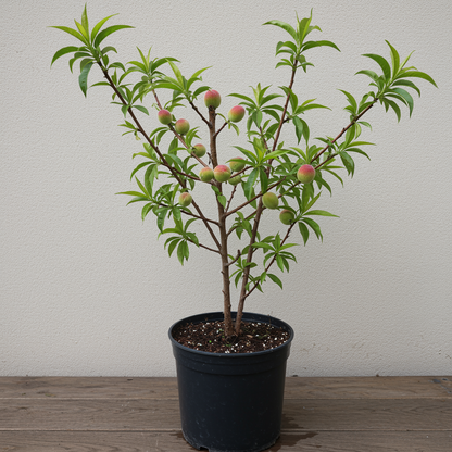 Petite Majesty Dwarf Peach Fruit Tree Seeds