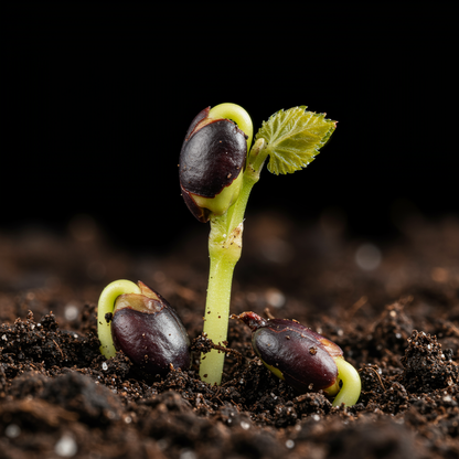 Black Finger Grape Seeds for Planting – Exotic Elongated Sweet Grapes