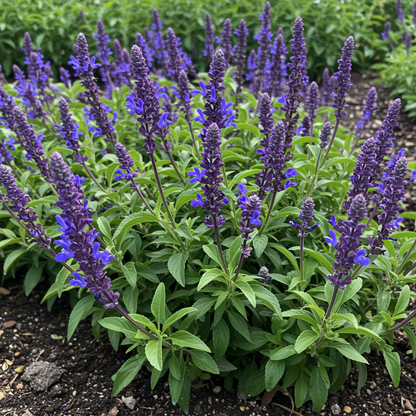 Salvia barrelieri Flower Seeds – Blue Blooms for Planting