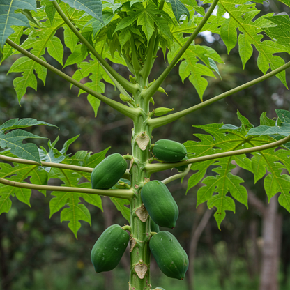 Florida Red Papaya Seeds for Planting – Sweet Juicy Tropical Fruit