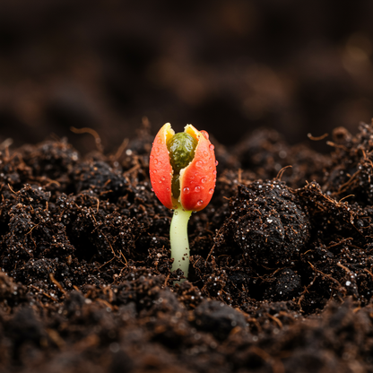 Florida Red Papaya Seeds for Planting – Sweet Juicy Tropical Fruit