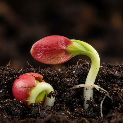 Red Delicious Apple Seeds – Grow Crisp Sweet Apples