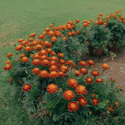 Marigold Tagetes Red Seeds – Vibrant Red Garden Blooms