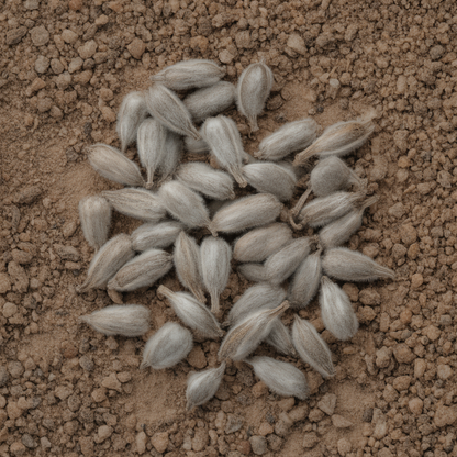 Phacelia Tanacetifolia Seeds - Phacelia Flower Seeds for Garden