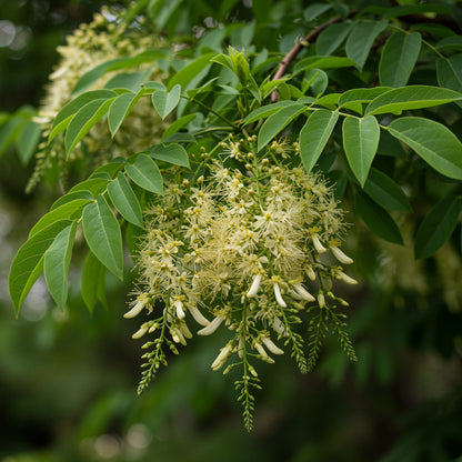 Green Toona Tree Seeds for Planting – Fresh Leaf Tree Seeds