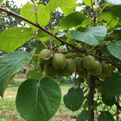 Jumbo Kiwi Fruit Seeds for Planting – Large Juicy Tropical Kiwi Fruits at Home