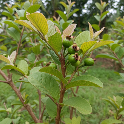 Pink Seedless Guava Seeds for Planting – Sweet Juicy Tropical Fruit Seeds for Home Gardening