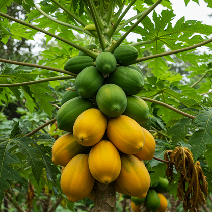 Kapoho Solo Papaya Seeds for Planting – Sweet Hawaiian Tropical Fruit Seeds