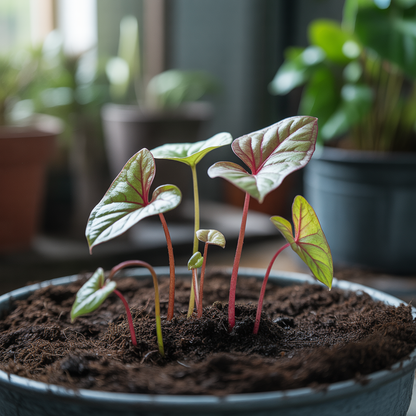 Caladium Bicolor Blue Mix Seeds for Planting – Vibrant Tropical Foliage for Shade Gardens