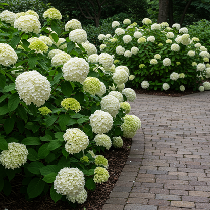 PeeGee Hydrangea Seeds for Planting – Elegant White Panicle Blooms for Stunning Landscapes