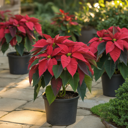 Poinsettia Christmas Star Perennial Shrub Seeds for Planting – Drought Tolerant for Landscapes & Containers