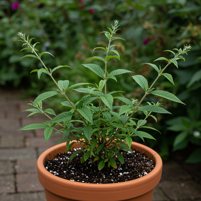 Miss Molly Butterfly Bush Seeds for Planting – Buddleja Miss Molly Vivid Ruby-Red Blooms for Pollinator Gardens