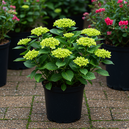 Invincibelle Spirit Hydrangea Seeds for Planting – Stunning Pink Blooms Hardy & Reblooming All Season