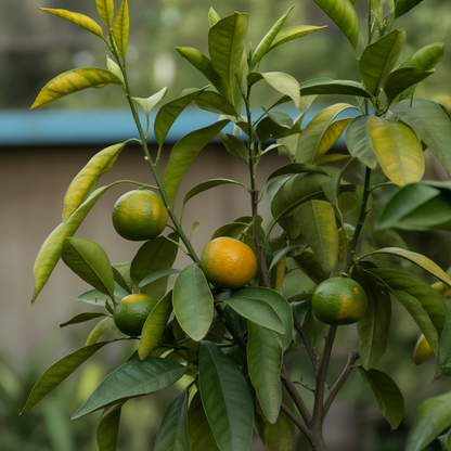 Tangerine Mandarin Orange Seeds for Planting (Citrus reticulata) – Fruit Tree Seeds