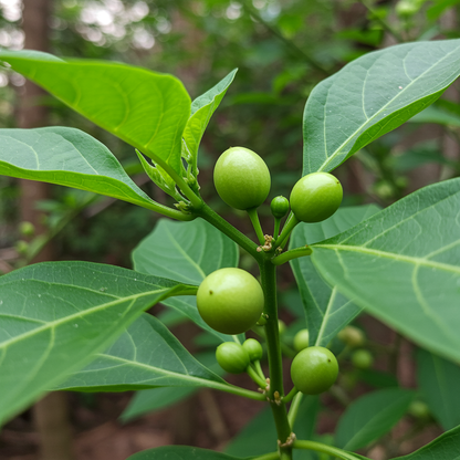 Tamarillo White Egg Seeds – 100 pcs