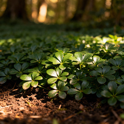 Pachysandra Seeds for Planting - Evergreen Groundcover