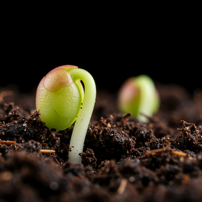 Bearberry (Arctostaphylos uva-ursi) Flower & Berry Seeds